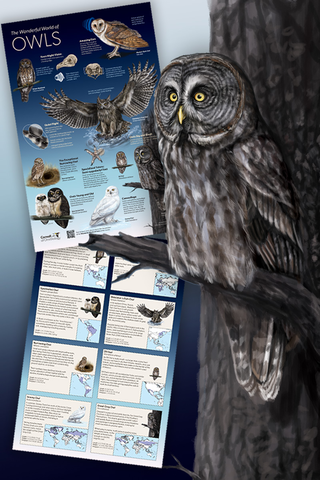 Preview of owl poster next to an owl. Created by an artist.