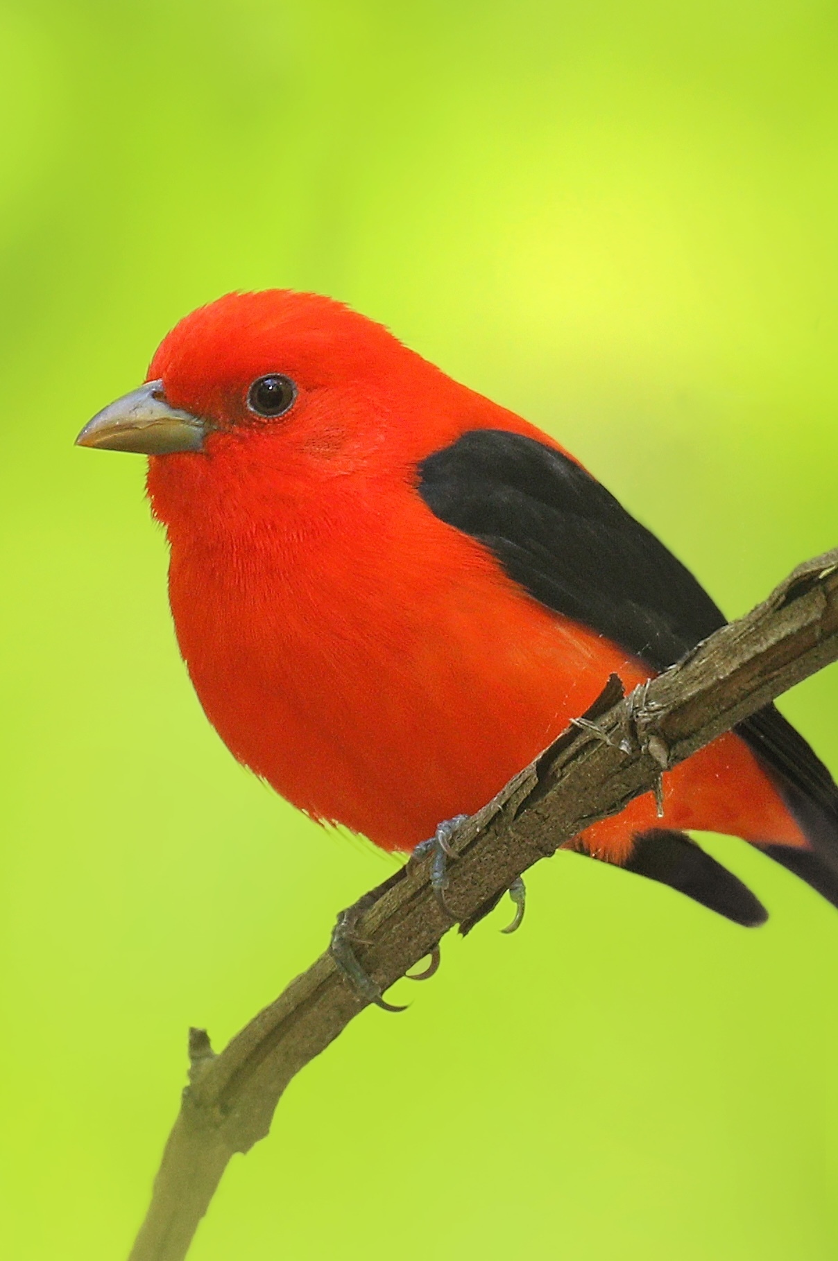 Scarlet Tanager (a red and black bird) perches on a stick in front of a bright green background.