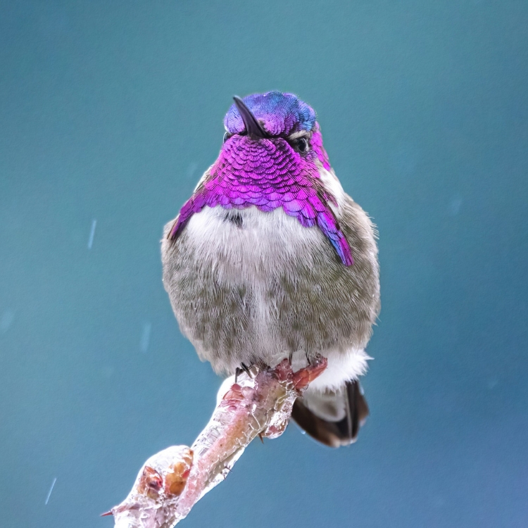 A small hummingbird with bright purple throat feathers perched on a branch.