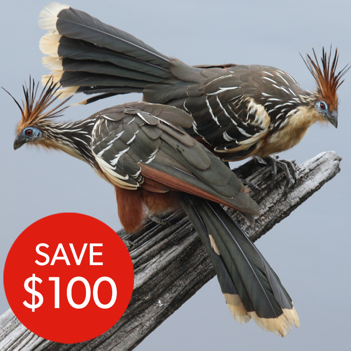 Save $100 on our Ornithology Course