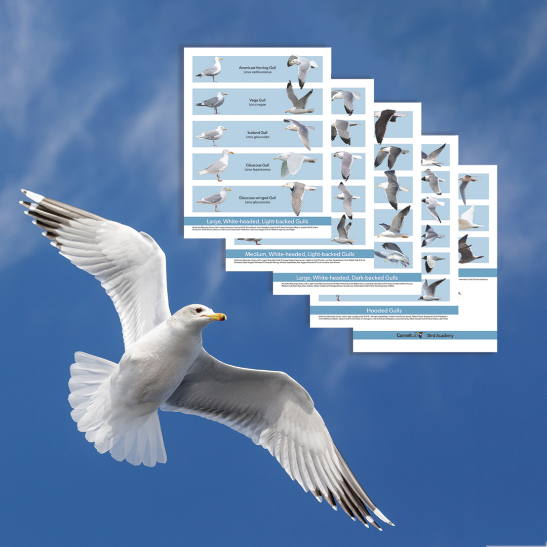 Links to Gull Guide download.